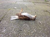 De bronafbeelding bekijken